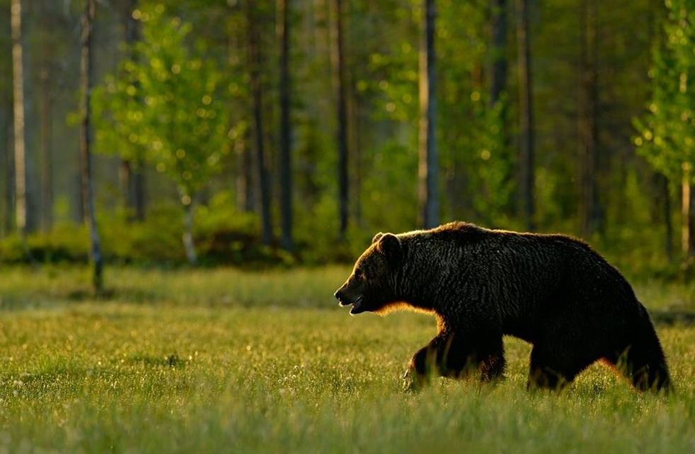 Wild Bear’s Picnic in Sweden
