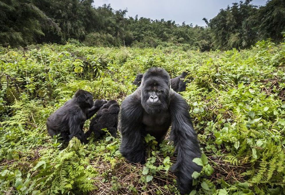 Go Gorilla Trekking: See Gorillas in Uganda
