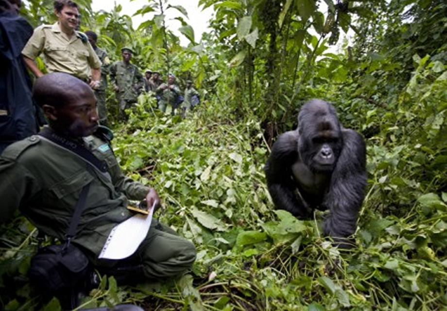 Guide to Gorilla Trekking in DR Congo