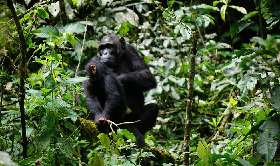 Explore Kibale Forest National Park of Uganda