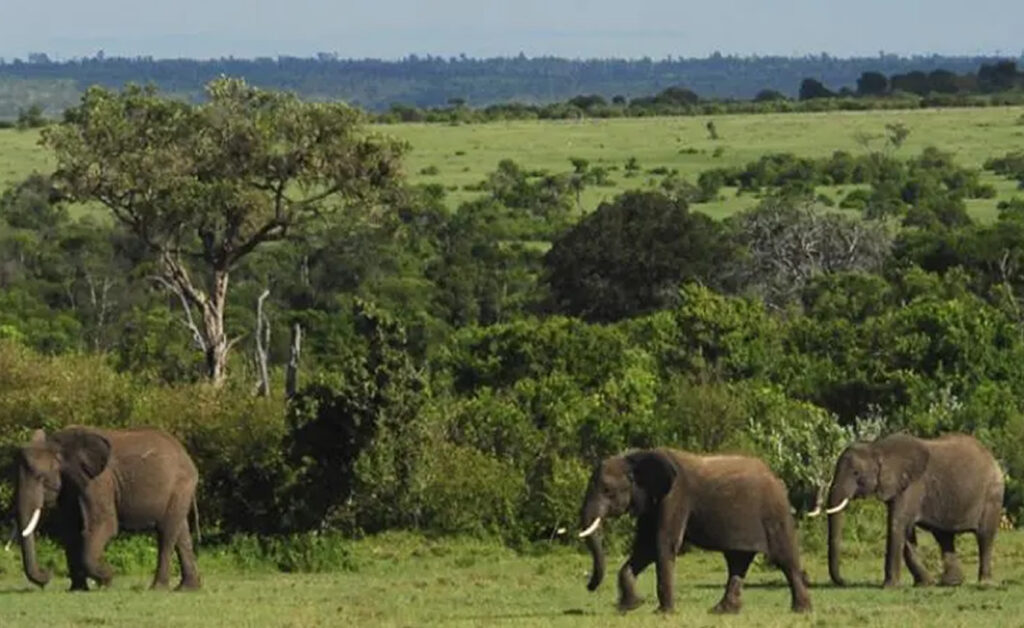 Ugandan Elephants
