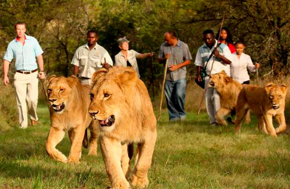 Walk with Lions