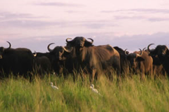 Kidepo Buffaloes