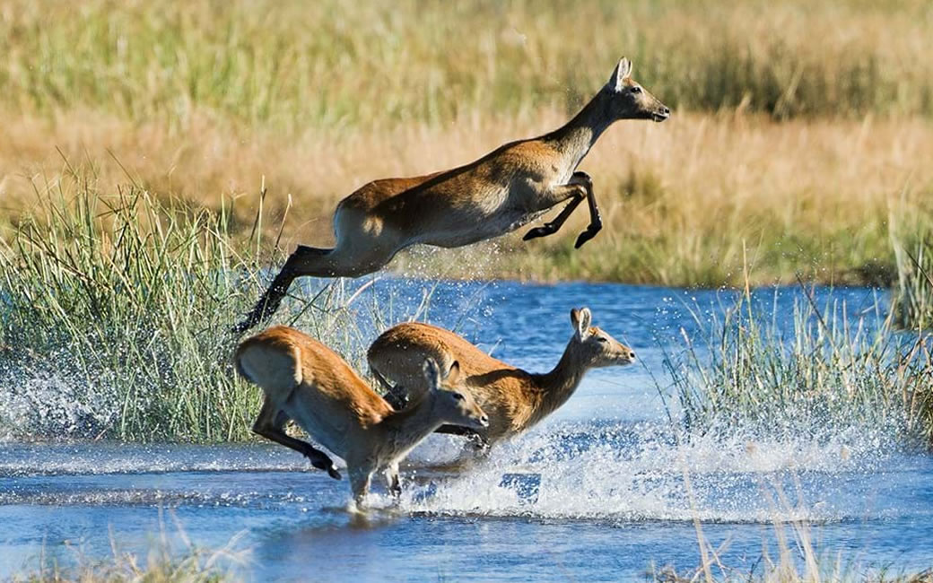 Wildlife Unleashed in Botswana