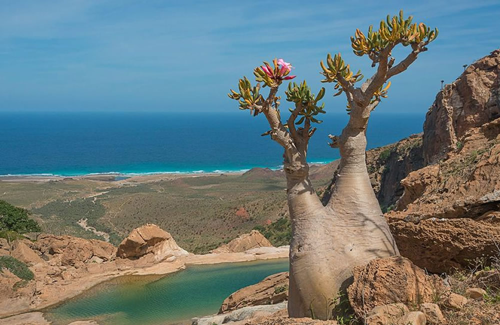 The Scintillating Socotra Islands